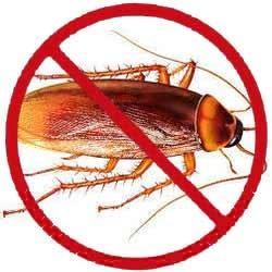 Pest Control Services in Kenya