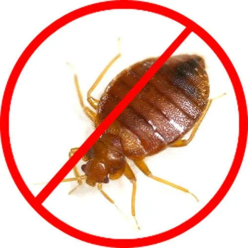 fumigation & pest control services in Kenya